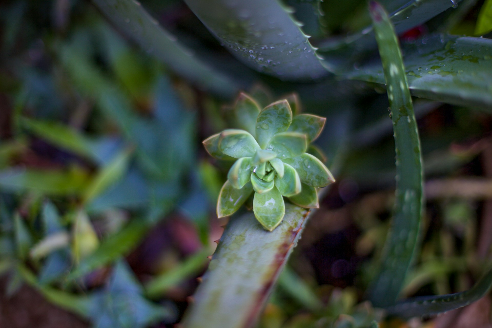 Close-up of a dew-covered succulent growing among aloe leaves